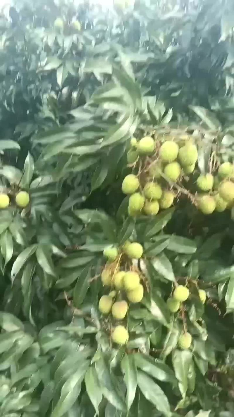 妃子笑荔枝