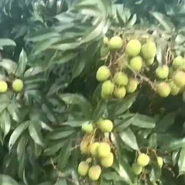 妃子笑荔枝