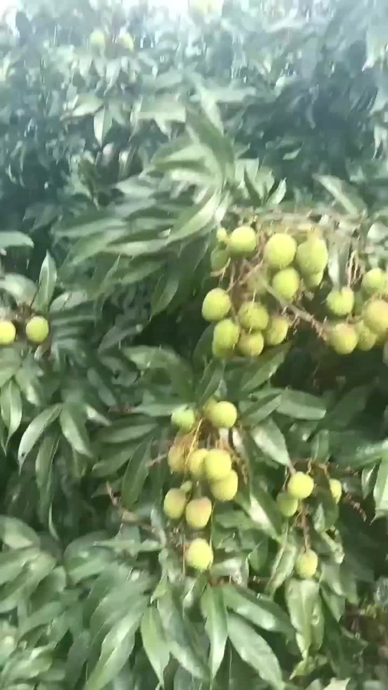 妃子笑荔枝