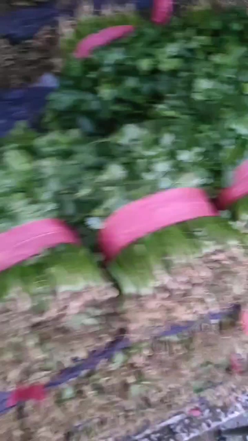 精品大叶香菜