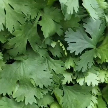 精品大叶香菜