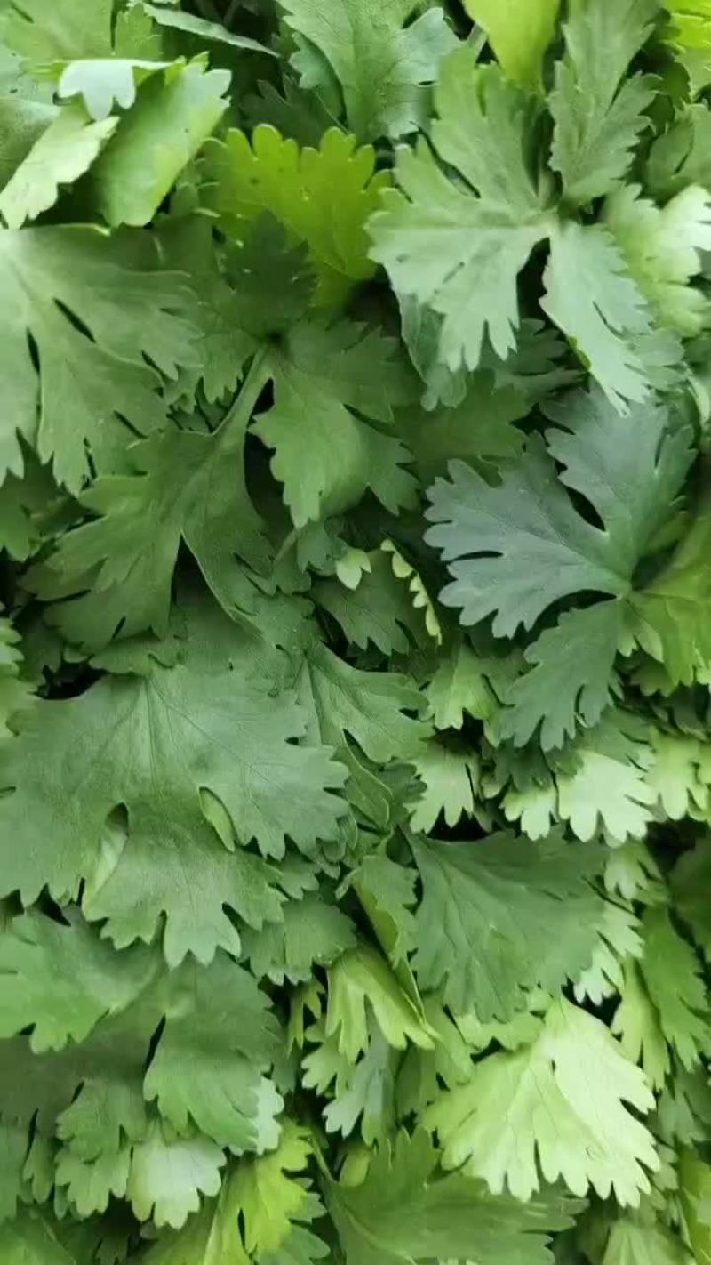 精品大叶香菜