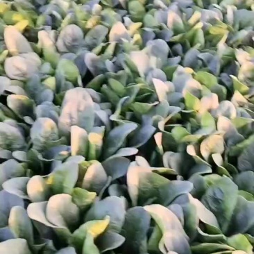 香河陆地菠菜大量上市