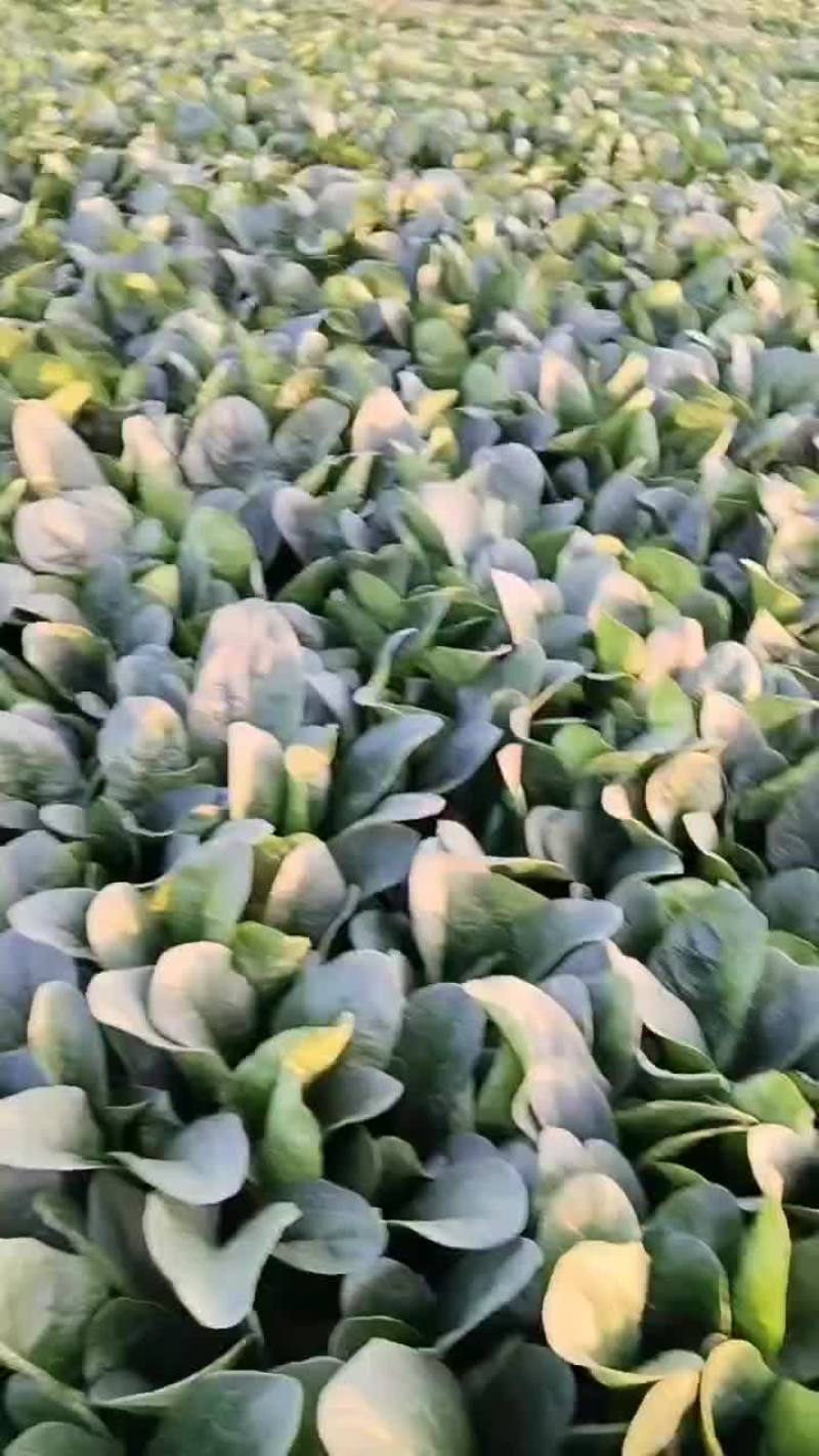 香河陆地菠菜大量上市