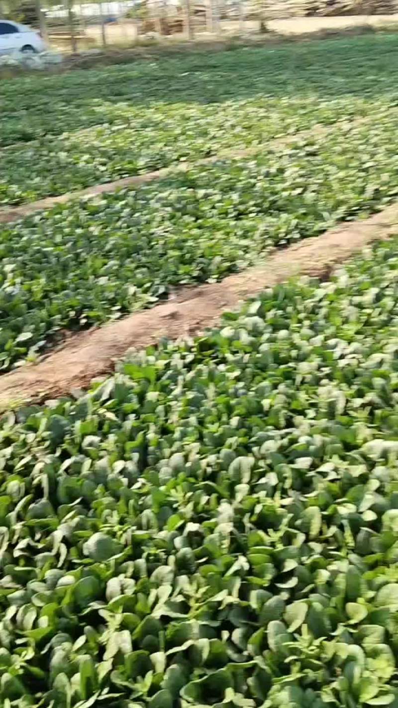 香河陆地菠菜大量上市