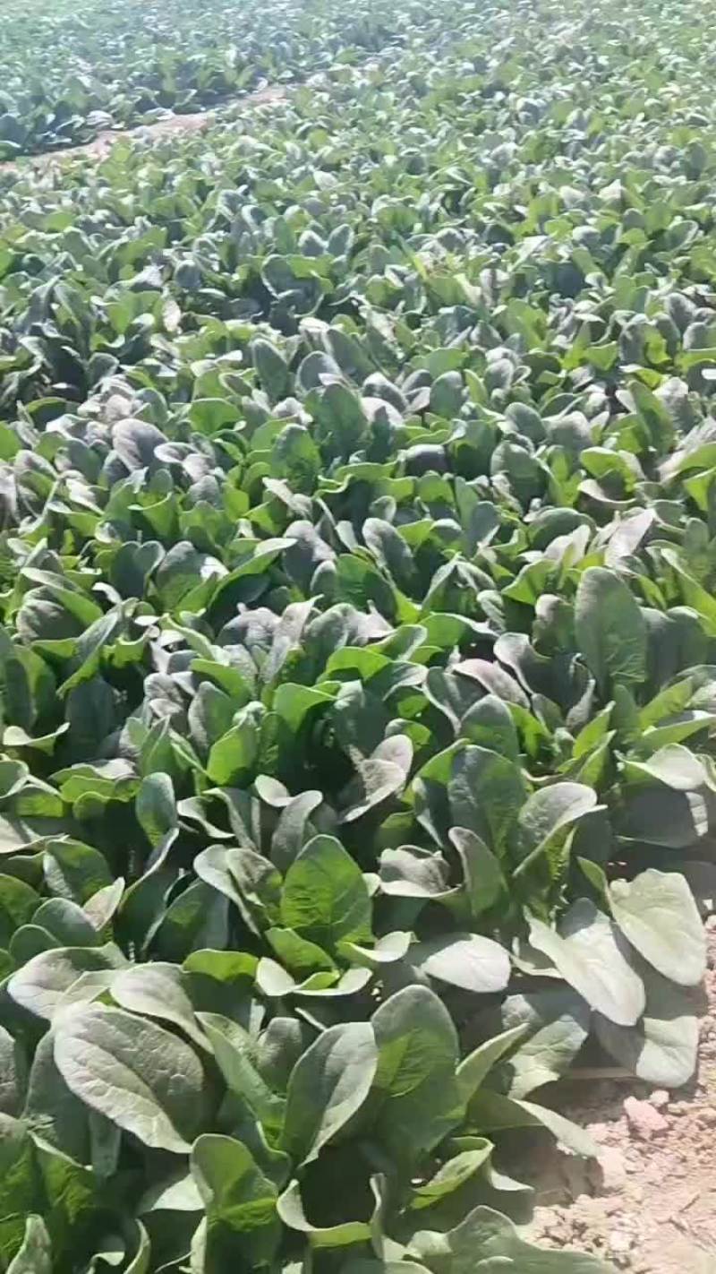 香河陆地菠菜大量上市