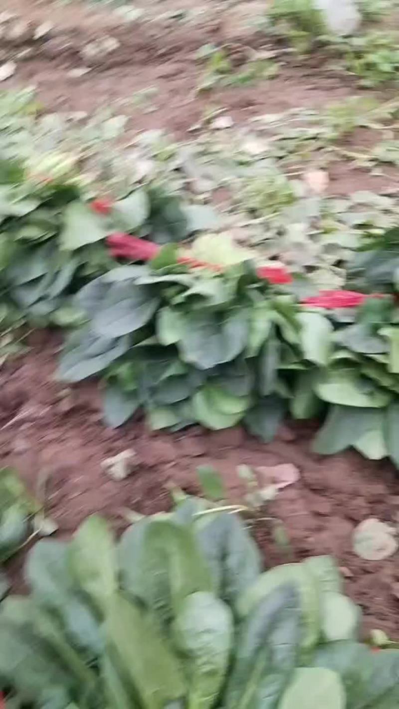 香河陆地菠菜大量上市
