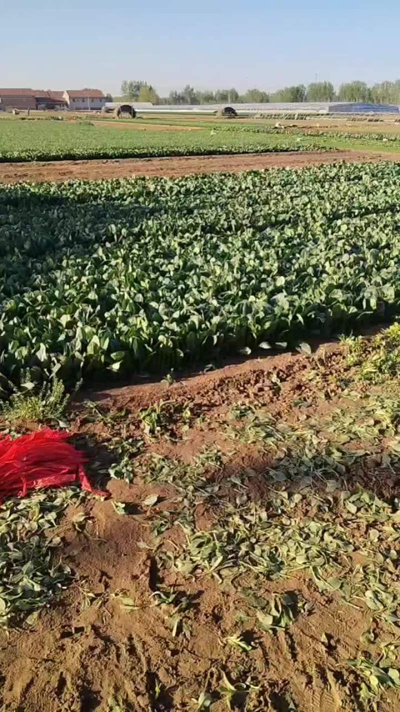 香河陆地菠菜大量上市