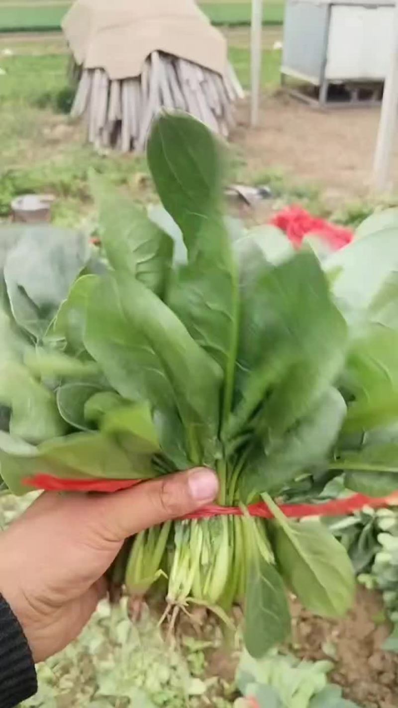 香河陆地菠菜大量上市