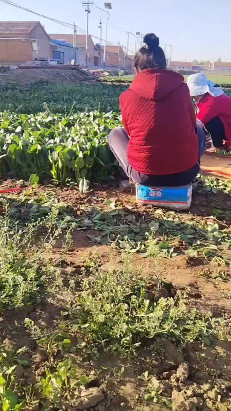 香河陆地菠菜大量上市