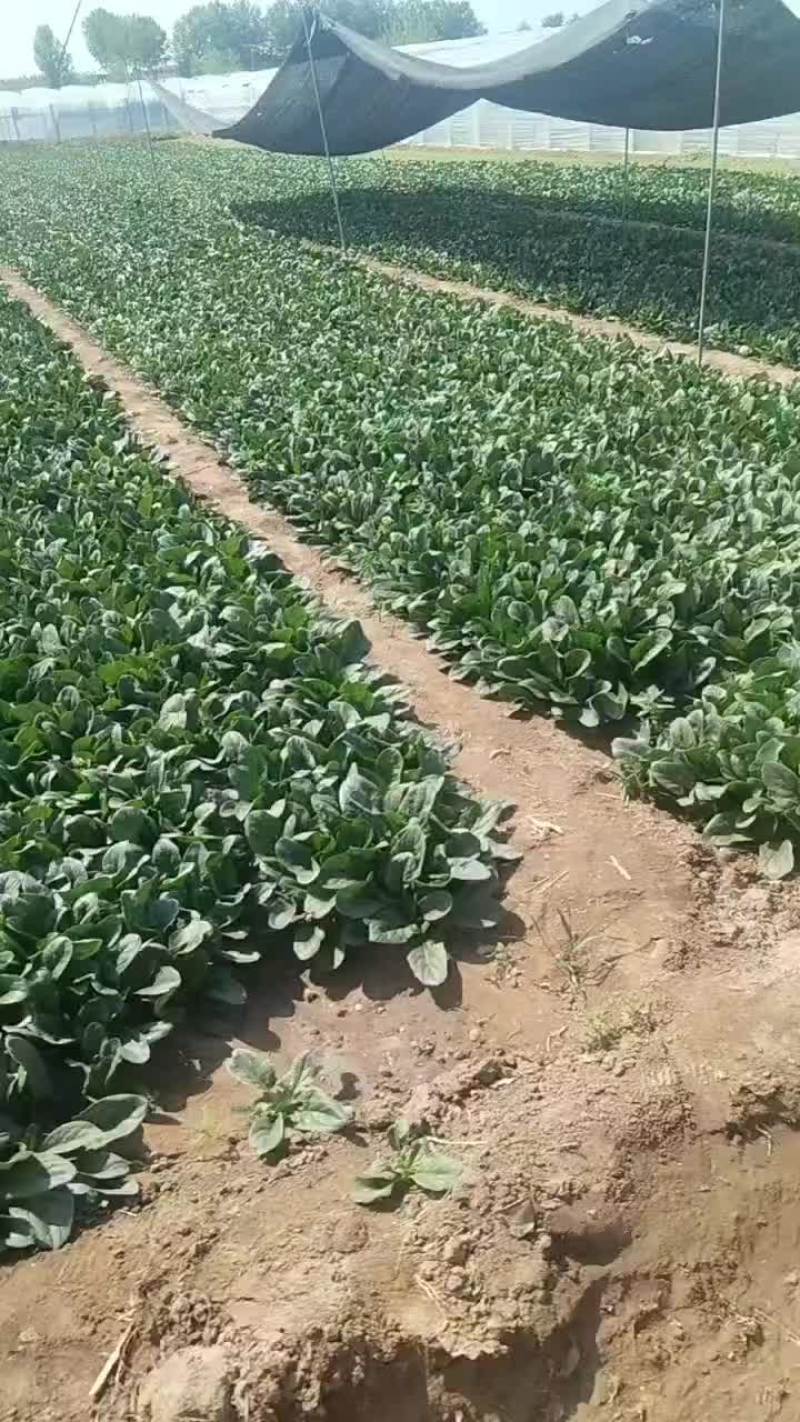香河陆地菠菜大量上市