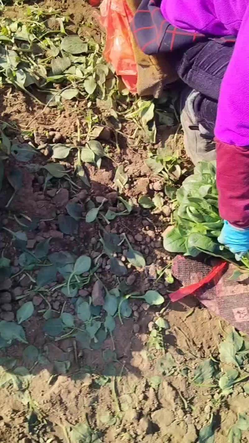 香河陆地菠菜大量上市