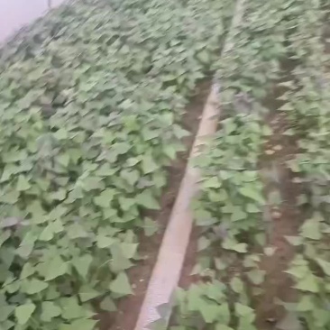 红薯苗