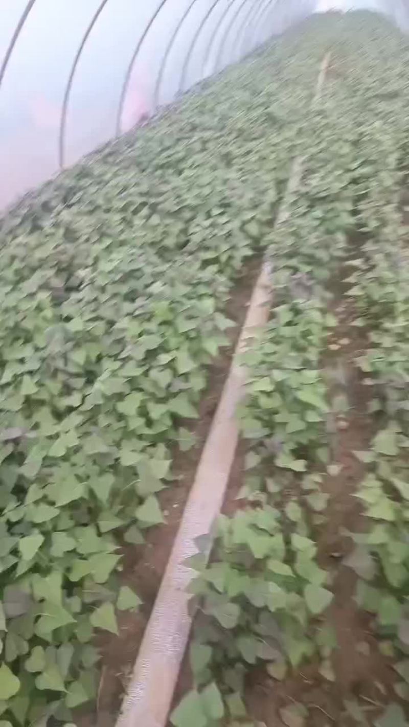 红薯苗