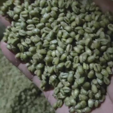 青麦仁