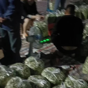 洋槐花