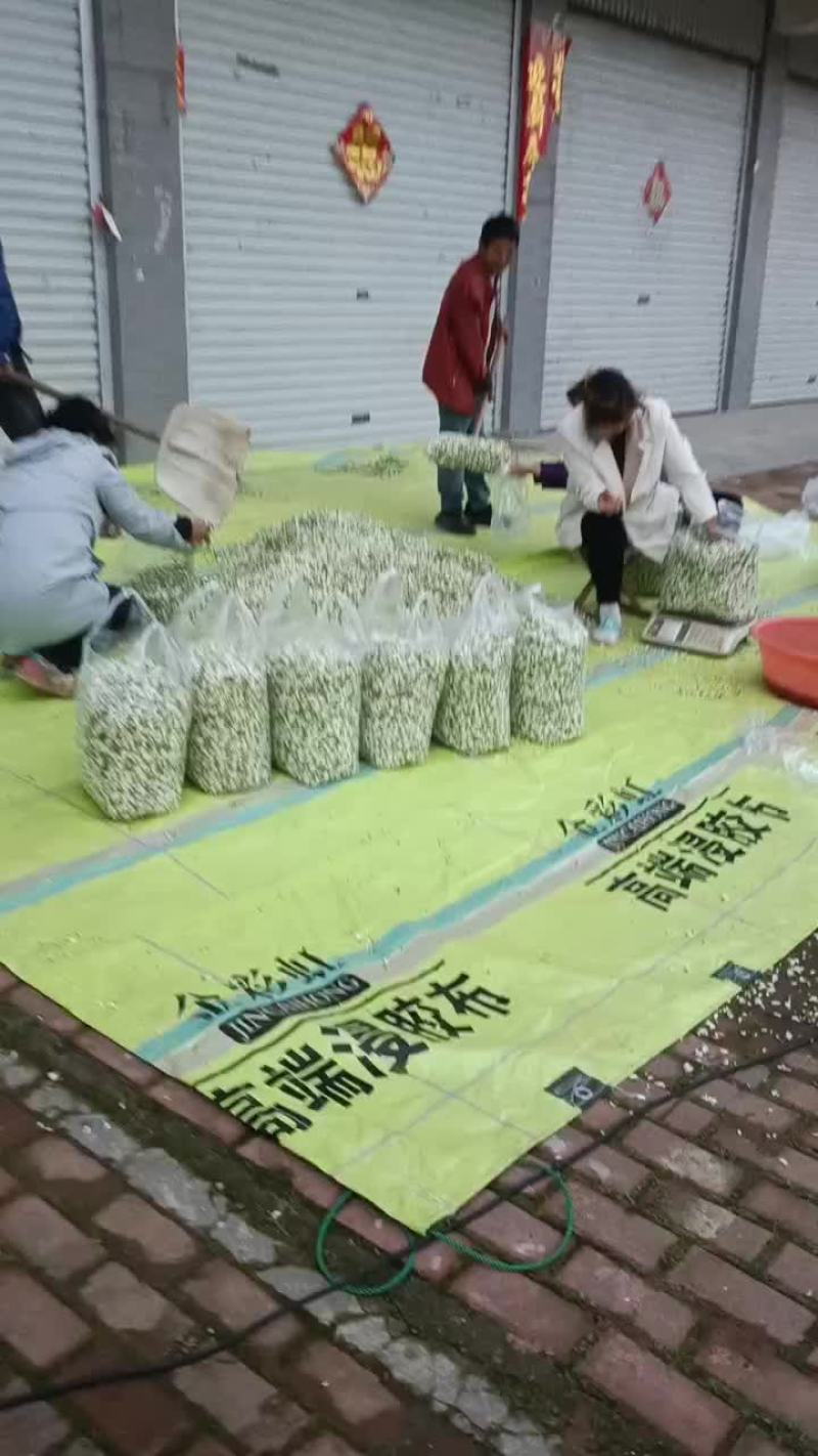 洋槐花