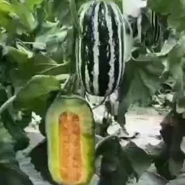 博洋9甜瓜
