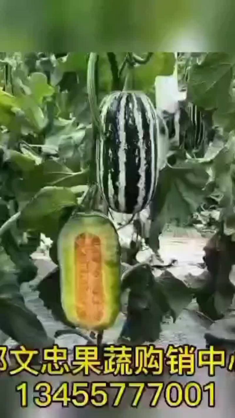 博洋9甜瓜
