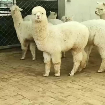 欢迎大家前来选购羊驼