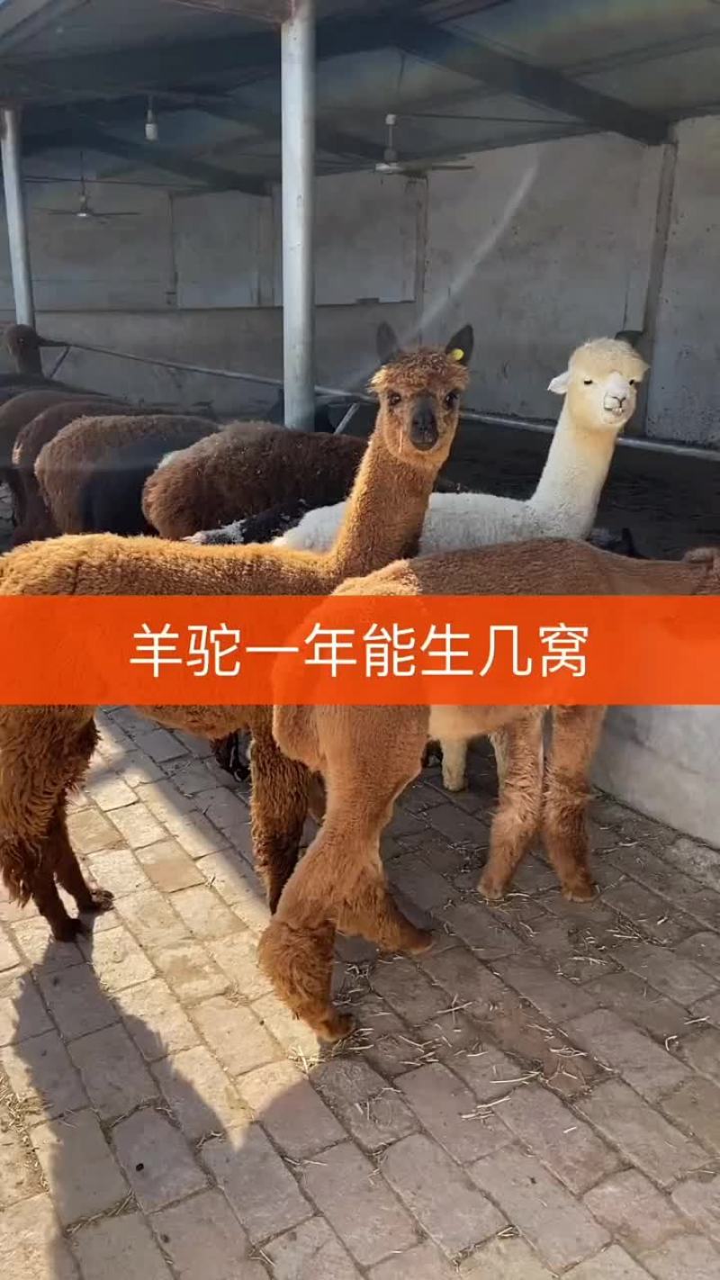 欢迎大家前来选购羊驼