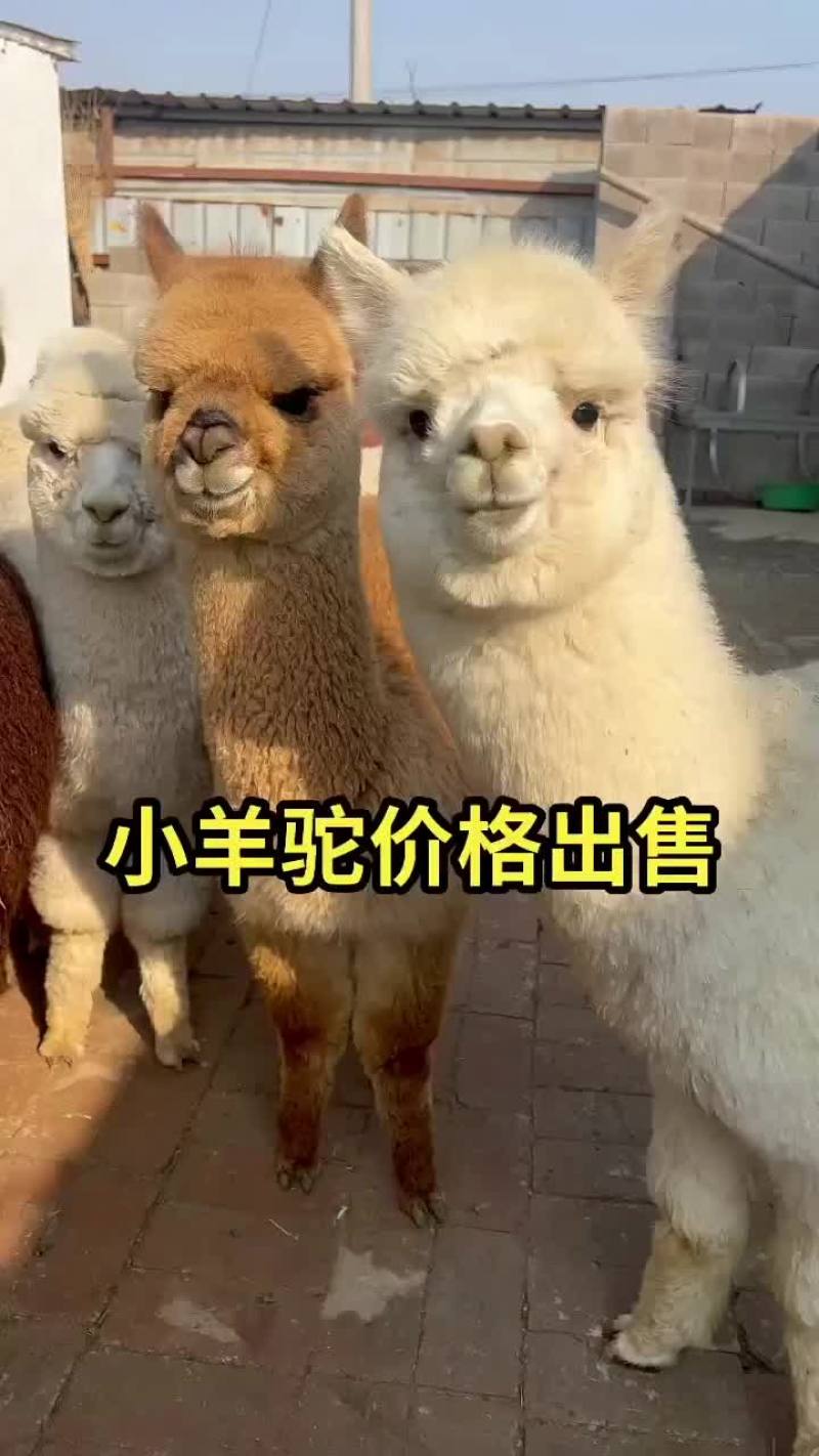 欢迎大家前来选购羊驼