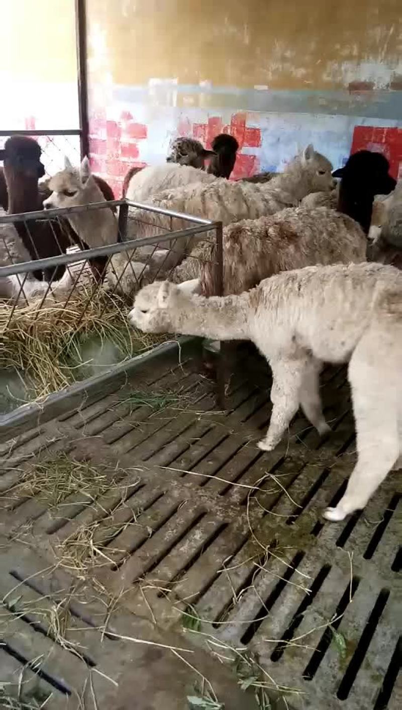 欢迎大家前来选购羊驼