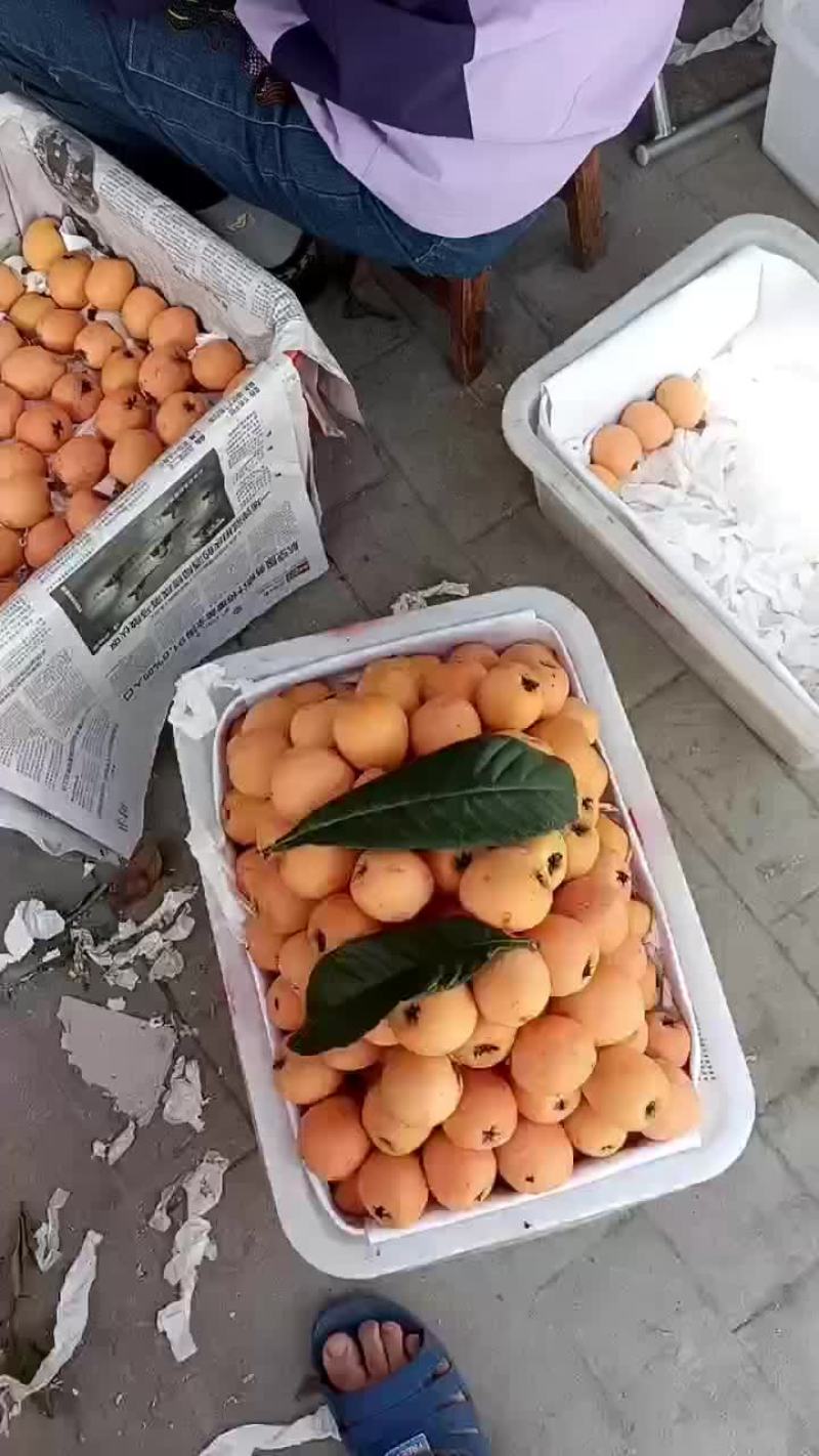 石棉五星大枇杷
