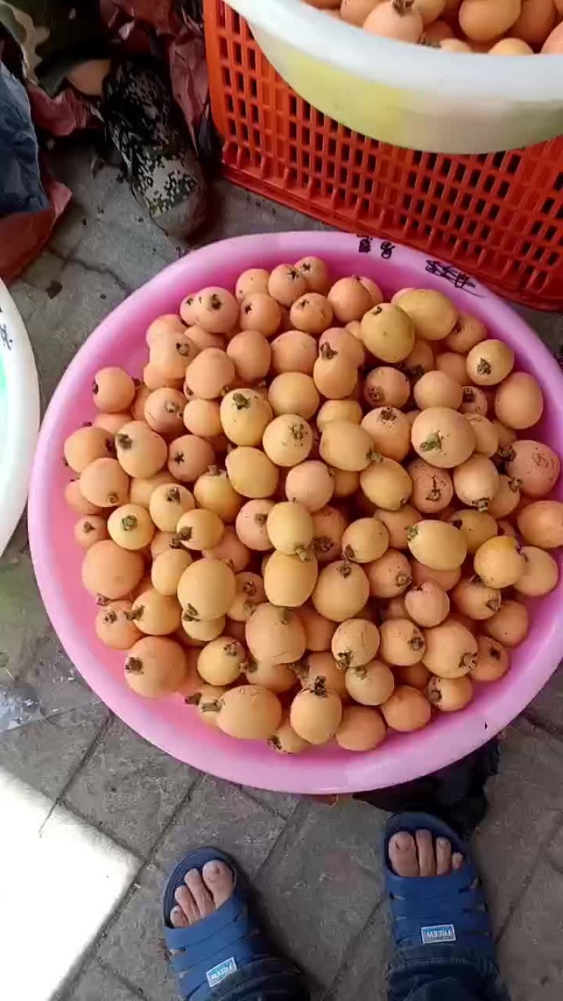 石棉五星大枇杷