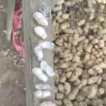 新鲜带壳小白沙