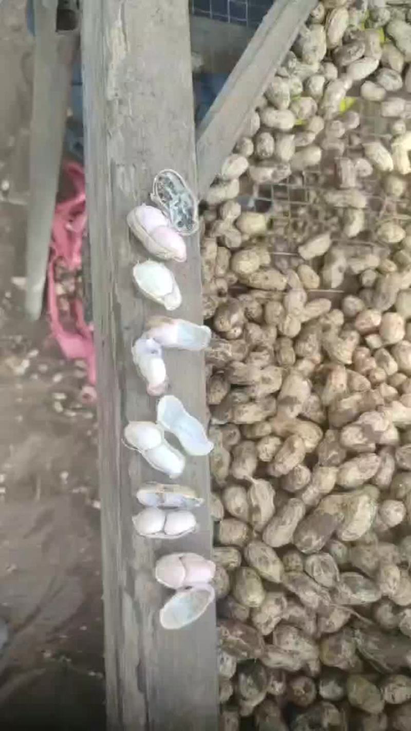 新鲜带壳小白沙