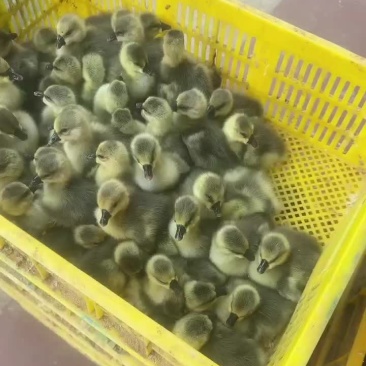 大种鹅苗