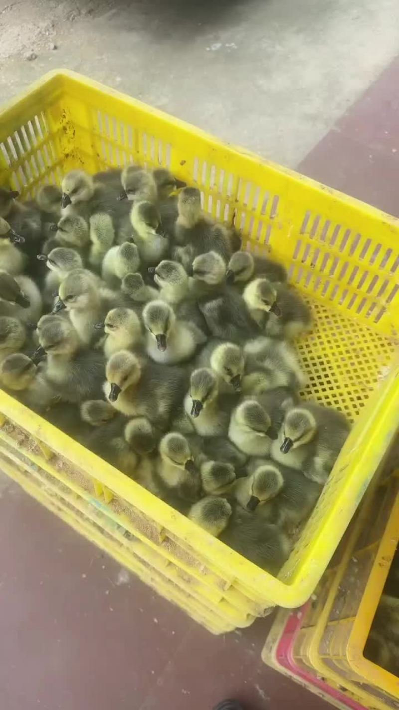 大种鹅苗