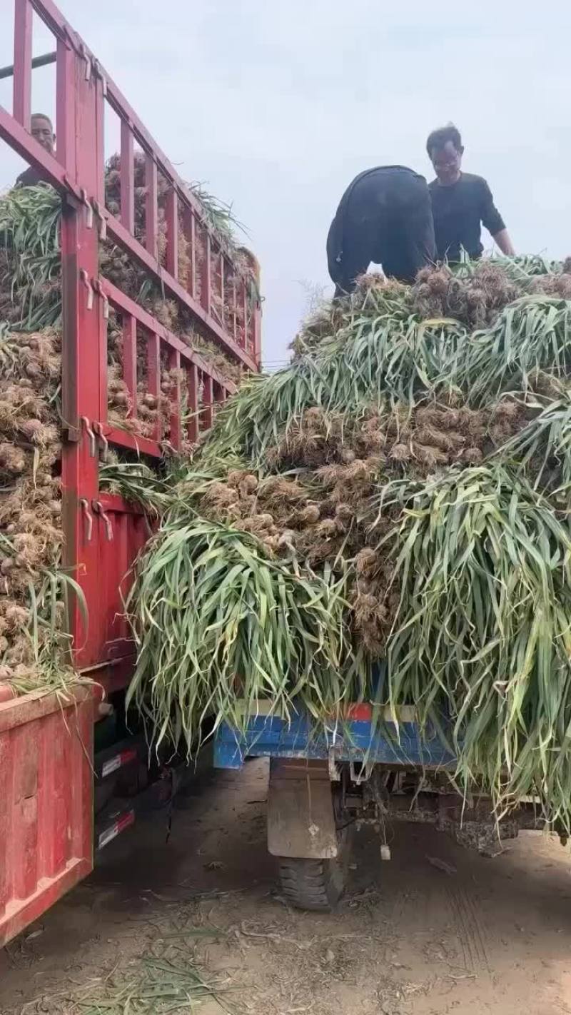 河南把子蒜大量上市，个头平均在5.0以上