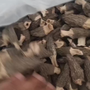 羊肚菌通货