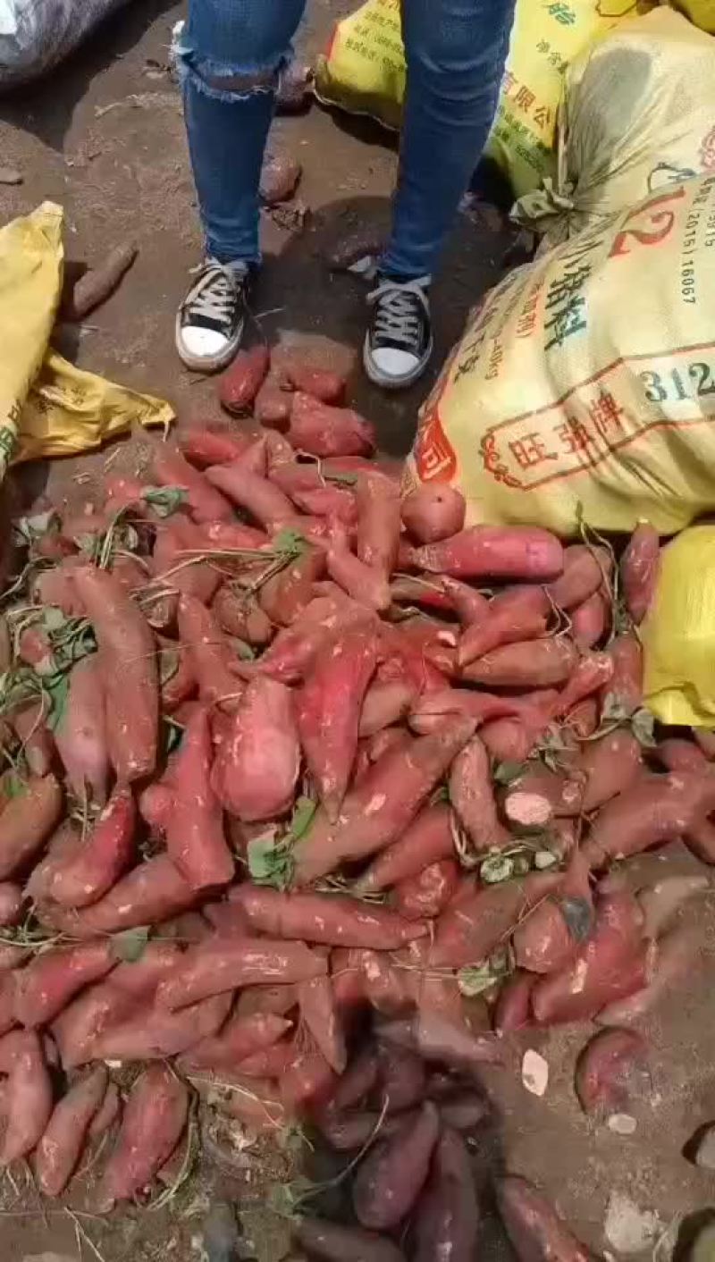 西瓜红红养殖薯，
