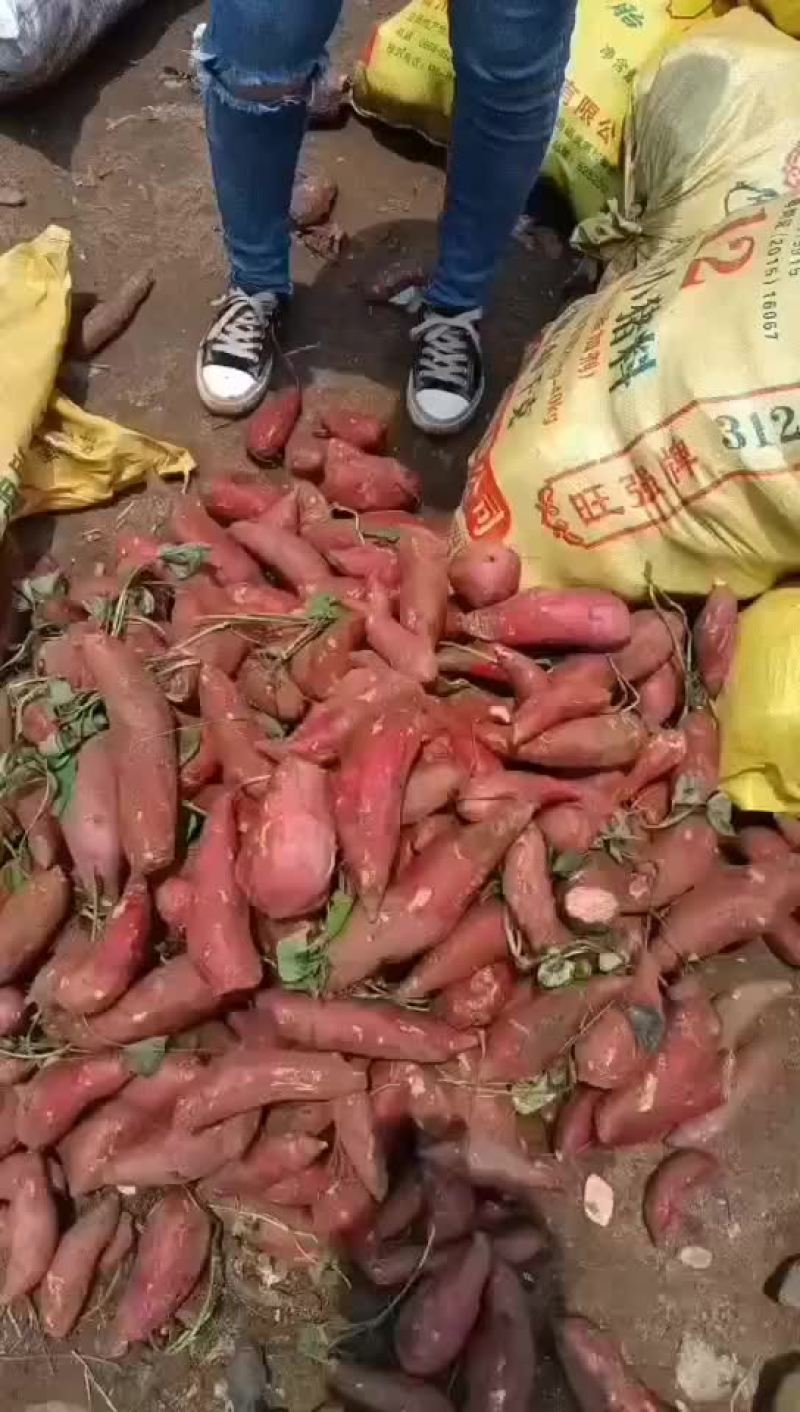 西瓜红红养殖薯，