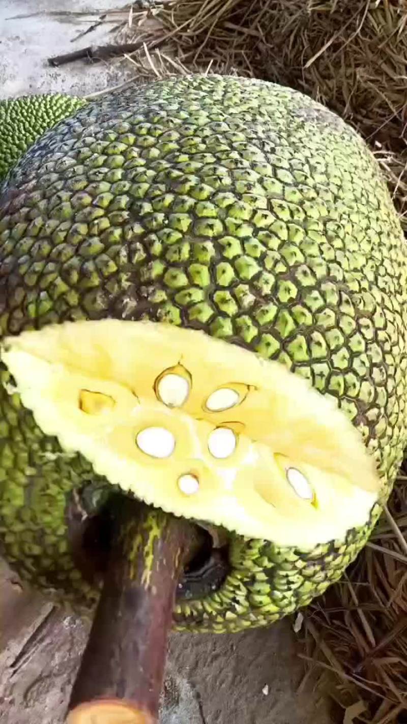 海南精品泰八