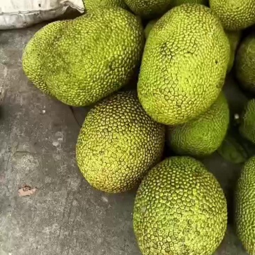 海南精品泰八