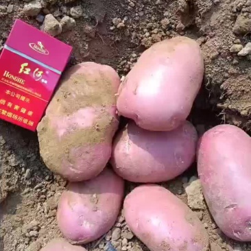 红皮土豆