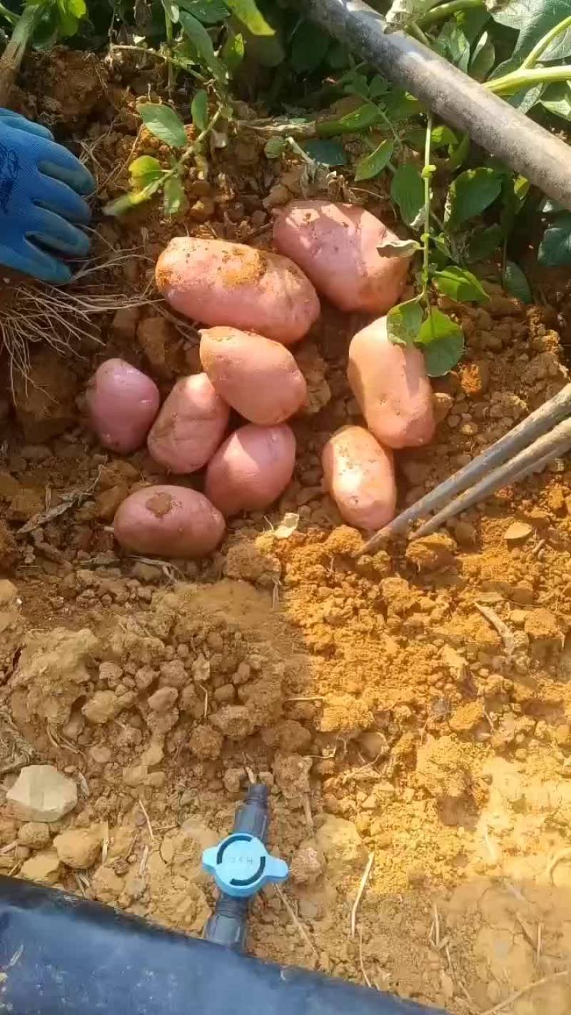 红皮土豆