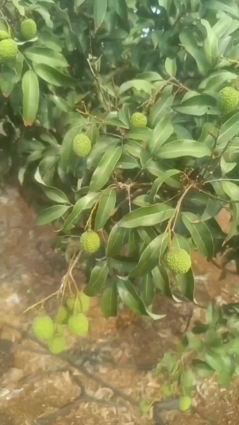大果