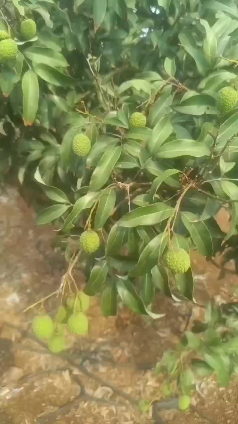 大果