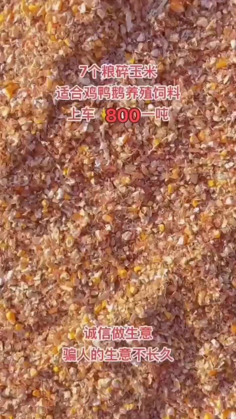 毛粱碎玉米适合牛羊马使用