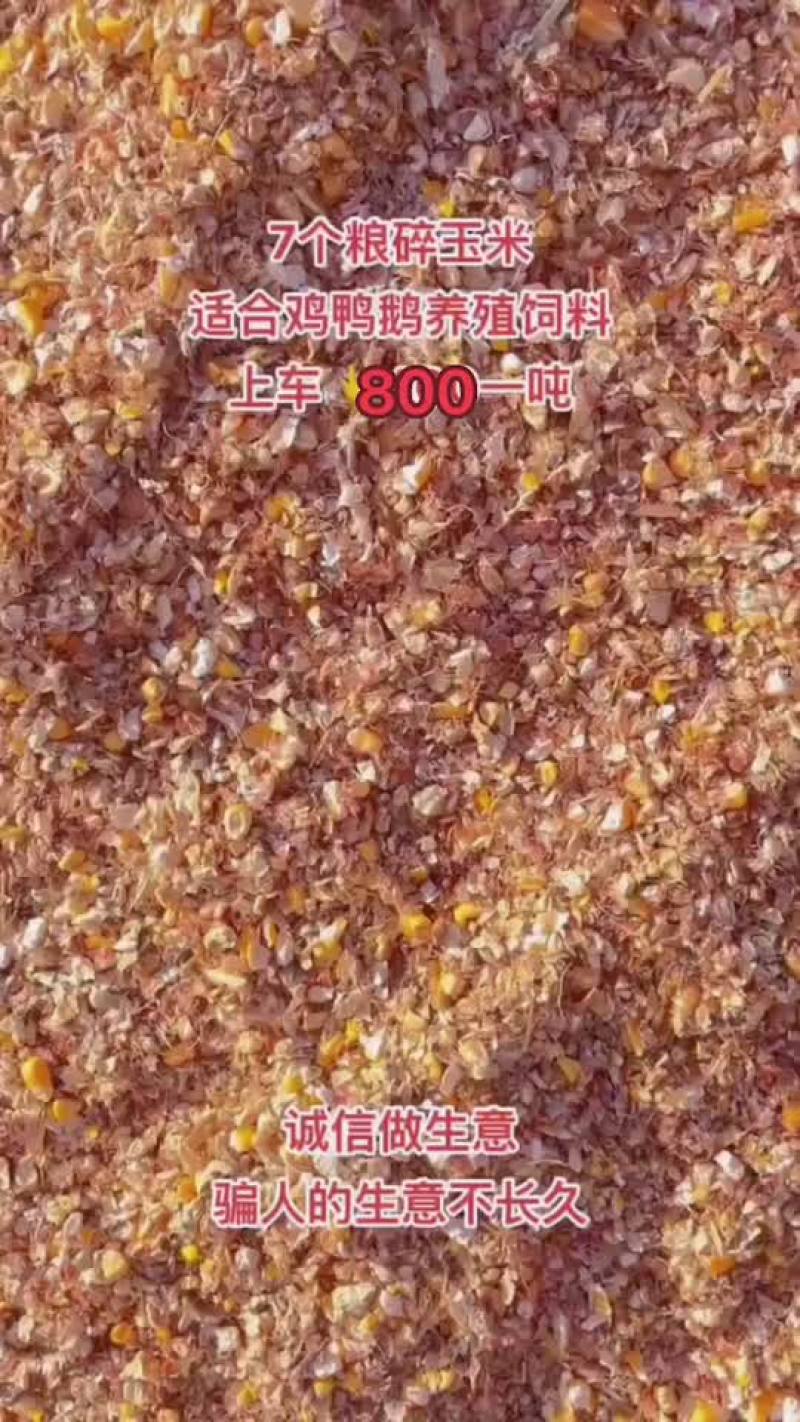 毛粱碎玉米适合牛羊马使用