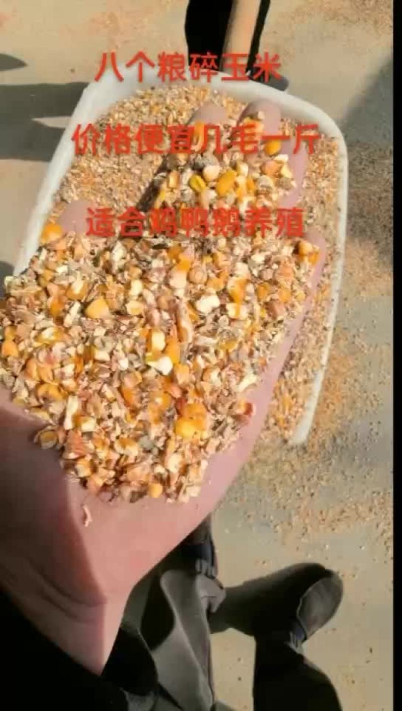 毛粱碎玉米适合牛羊马使用