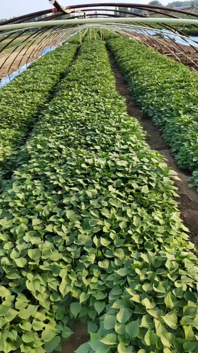 大量供应红薯苗