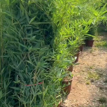 盆栽竹苗