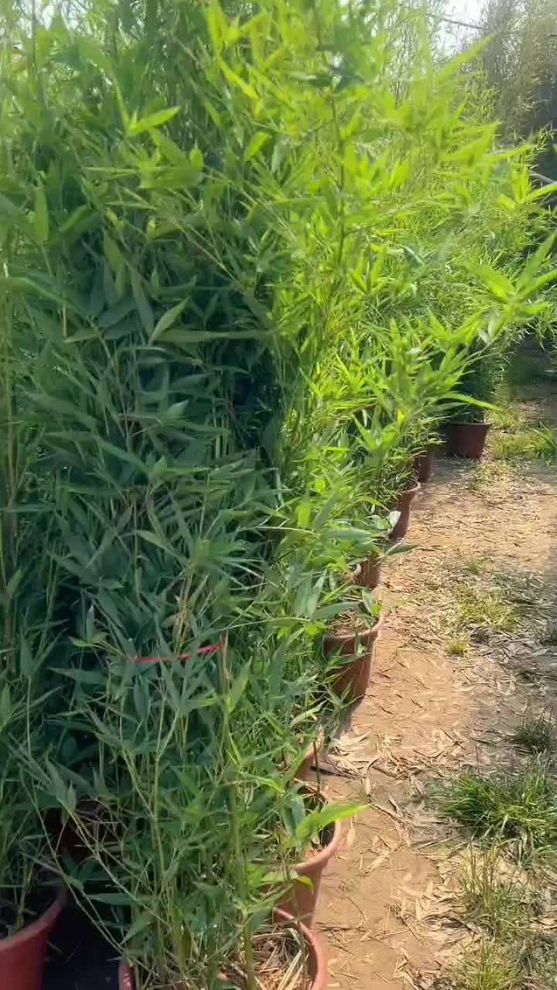 盆栽竹苗