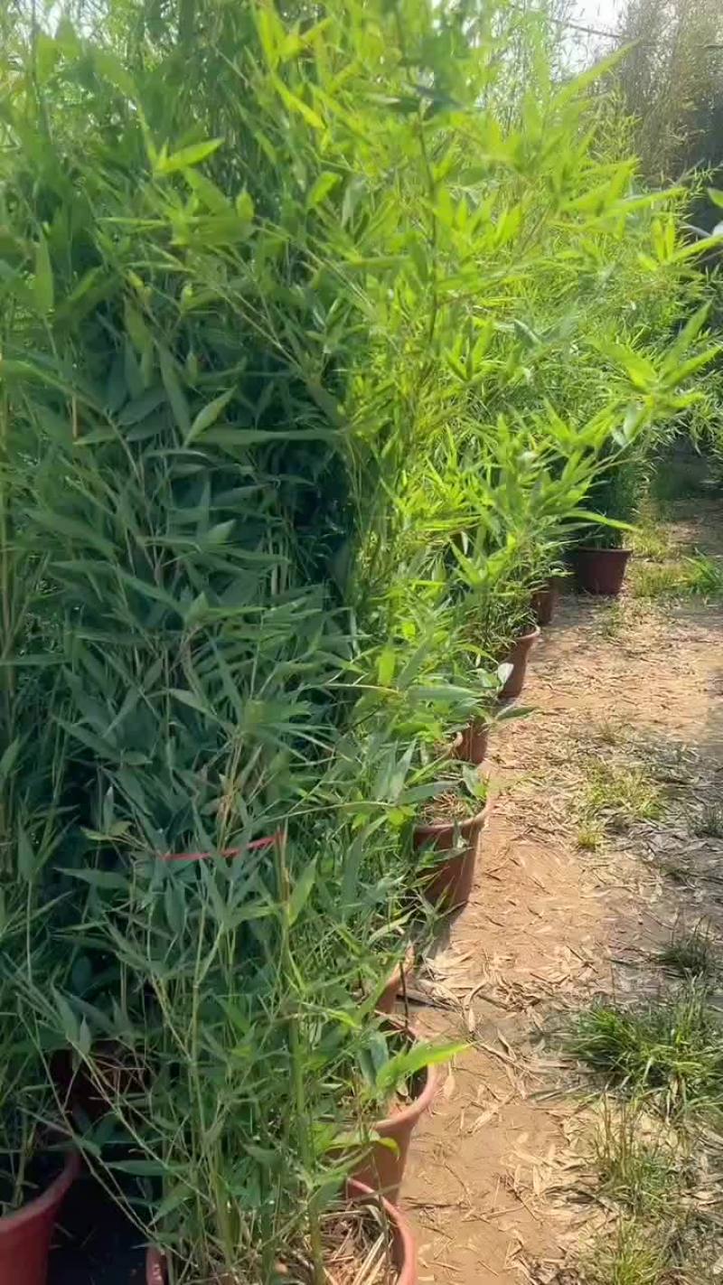 盆栽竹苗